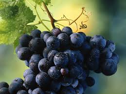 Чем может быть полезен виноград?