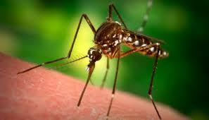 Борьба с личинками комаров. Истребление окрыленных комаров