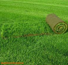 Оригинальная и качественная газонная трава только на сайте landshaft-design.kiev.ua